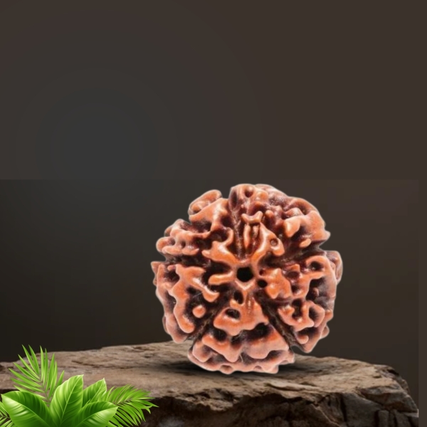 Natural 10 Mukhi Rudraksha (Nepali)